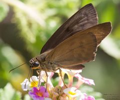 Grais stigmaticus 207515241 by John Rosford. Used under a CC BY 4.0 license.