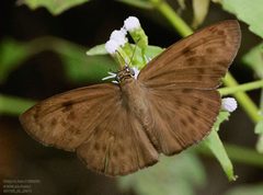 Grais stigmaticus 328139433 by John Rosford. Used under a CC BY 4.0 license.