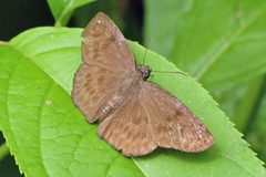 Grais stigmaticus stigmaticus 101667889 by Hugo Hulsberg. Used under a CC0 license.