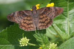 Timochares ruptifasciata 1 by Anne Toal from US. Used under a CC BY 2.0 license.