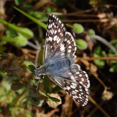 Pyrgus albescens-communis-Female-1 by Eugene Zelenko. Used under a CC BY-SA 4.0 license.