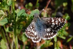 Pyrgus albescens-communis-Female-2 by Eugene Zelenko. Used under a CC BY-SA 4.0 license.