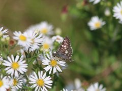 Burnsius communis 26026984 by Andy Wilson. Used under a CC0 license.
