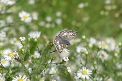Burnsius communis 34031820 by botanygirl. Used under a CC BY 4.0 license.