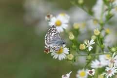 Burnsius communis 56823355 by botanygirl. Used under a CC BY 4.0 license.