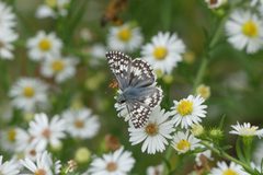 Burnsius communis 56823366 by botanygirl. Used under a CC BY 4.0 license.