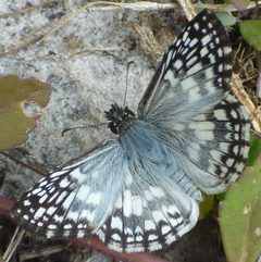 Burnsius oileus 269593324 by kcthetc1. Used under a CC0 license.