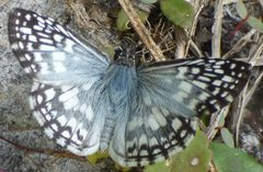 Burnsius oileus 269593394 by kcthetc1. Used under a CC0 license.