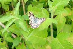 Mariposa Burnsius oileus 13-07-2024a by Carlos A. Padrón P.. Used under a CC BY-SA 4.0 license.