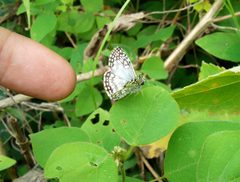 Mariposa Burnsius oileus 13-07-2024d by Carlos A. Padrón P.. Used under a CC BY-SA 4.0 license.