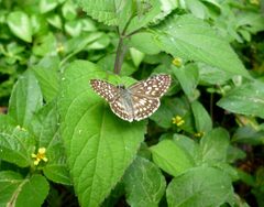Mariposa Burnsius oileus 20-11-2023a by Carlos A. Padrón P.. Used under a CC BY-SA 4.0 license.
