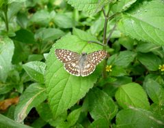 Mariposa Burnsius oileus 20-11-2023b by Carlos A. Padrón P.. Used under a CC BY-SA 4.0 license.