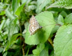 Mariposa Burnsius oileus 20-11-2023c by Carlos A. Padrón P.. Used under a CC BY-SA 4.0 license.
