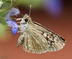 Burnsius philetas 183924561 by John Rosford. Used under a CC BY 4.0 license.