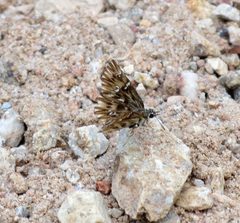 Celotes nessus 1087989 by Paul Bedell. Used under a CC BY-SA 4.0 license.