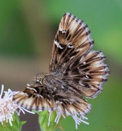 Celotes nessus 286765441 by John Rosford. Used under a CC BY 4.0 license.