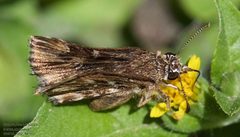 Celotes nessus 300923420 by John Rosford. Used under a CC BY 4.0 license.