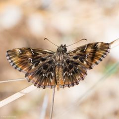 Celotes nessus 47774368 by Ken-ichi Ueda. Used under a CC BY 4.0 license.