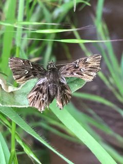 Celotes nessus 67857118 by threeagoutdoors. Used under a CC BY 4.0 license.