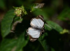 Heliopetes alana 23249983 by Neptalí Ramírez Marcial. Used under a CC BY 4.0 license.