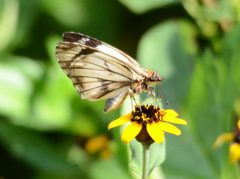 Heliopetes alana 590610 by Don Loarie. Used under a CC BY 4.0 license.