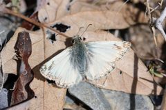 Heliopetes ericetorum 190643279 by Andrew Meeds. Used under a CC BY 4.0 license.