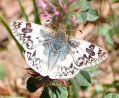 Heliopetes ericetorum 197727827 by Cricket Raspet. Used under a CC BY 4.0 license.
