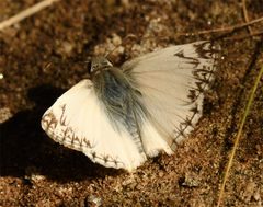 Heliopetes ericetorum 236850889 by smeckert. Used under a CC BY 4.0 license.