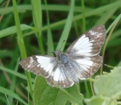 Heliopetes laviana ssp. laviana by Francisco Farriols Sarabia. Used under a CC BY 4.0 license.