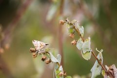 Laviana white-skipper - 50768461022 by cricketsblog. Used under a CC BY 2.0 license.