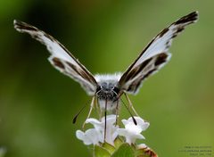 Heliopetes macaira 243295303 by John Rosford. Used under a CC BY 4.0 license.