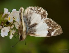 Heliopetes macaira 244791605 by John Rosford. Used under a CC BY 4.0 license.
