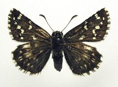 Pyrgus centaureae by M. Virtala. Used under a Copyrighted free use license.