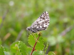 Pyrgus centaureae01 by Tomi Salin. Used under a Copyrighted free use license.