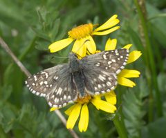 Pyrgus centaureae loki P1230578a by 
xpda. Used under a CC BY-SA 4.0 license.