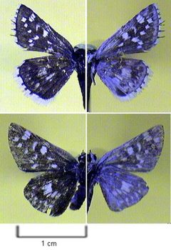 Pyrgus scriptura by Northern Prairie Wildlife Research Center - USGS. Used under a Public domain license.