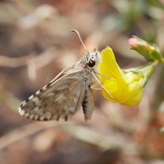Pyrgus scriptura 152371859 by Ken-ichi Ueda. Used under a CC BY 4.0 license.