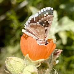 Pyrgus scriptura 290271860 by Elliott Gordon. Used under a CC BY 4.0 license.