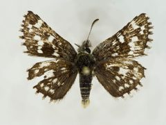 Pyrgus xanthus 59683759 by Robb Hannawacker. Used under a CC0 license.