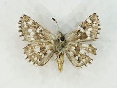 Pyrgus xanthus 59685134 by Robb Hannawacker. Used under a CC0 license.