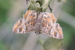 Systasea pulverulenta 1 by Anne Toal from US. Used under a CC BY 2.0 license.