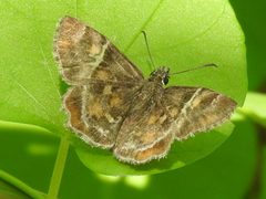 Systasea pulverulenta 208856412 by Sam Kieschnick. Used under a CC BY 4.0 license.