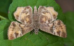Systasea pulverulenta 283202109 by John Rosford. Used under a CC BY 4.0 license.