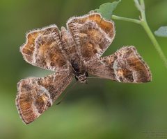 Systasea pulverulenta 283202131 by John Rosford. Used under a CC BY 4.0 license.