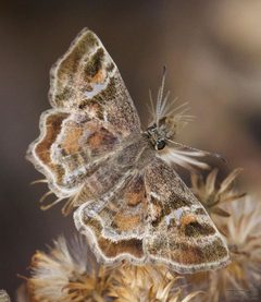 Systasea pulverulenta 286767774 by John Rosford. Used under a CC BY 4.0 license.