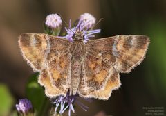 Systasea pulverulenta 342825327 by John Rosford. Used under a CC BY 4.0 license.
