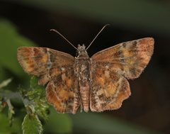Systasea pulverulenta 46129694 by Judy Gallagher. Used under a CC BY-SA 4.0 license.