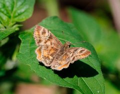 Systasea pulverulenta 739377 by Juan Cruzado Cortés. Used under a CC BY-SA 4.0 license.