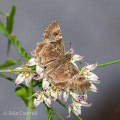Systasea pulverulenta 93460363 by tcantrell52. Used under a CC BY 4.0 license.