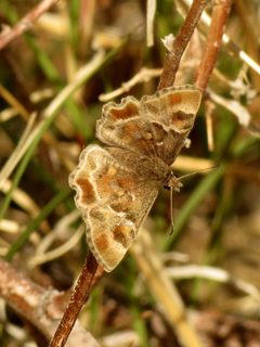 Arizona Powdered-Skipper - Flickr - treegrow by Katja Schulz from Washington, D. C., USA. Used under a CC BY 2.0 license.